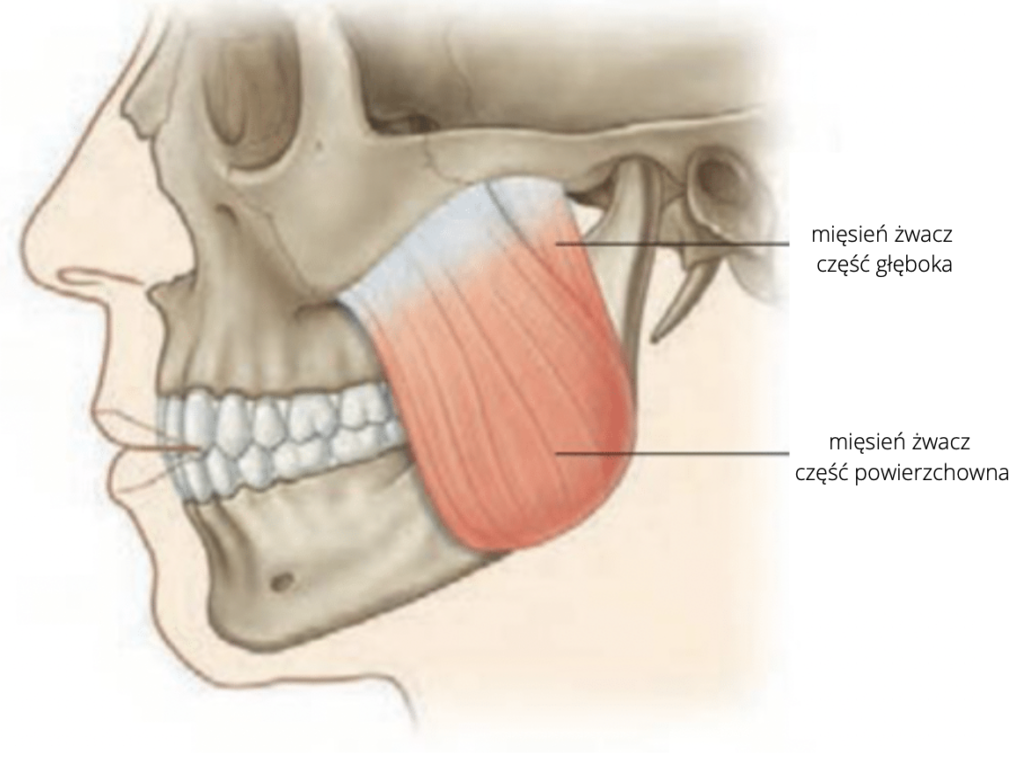 Mięśnie żucia - 5 małych wielkich mięśni
