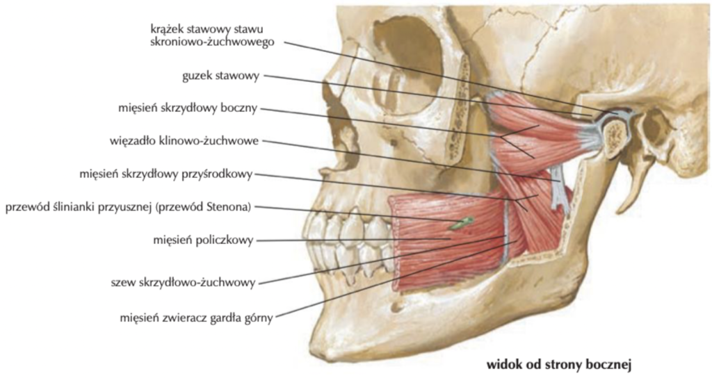 Mięśnie żucia - 5 małych wielkich mięśni