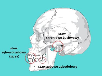 układ stomatognatyczny, staw skroniowo-żuchwowy